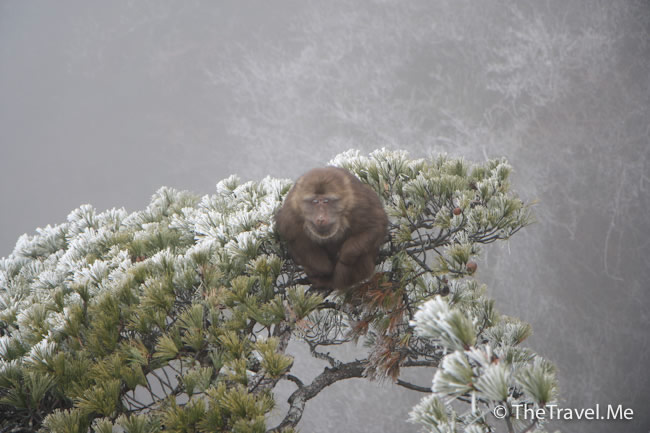 黃山的石猴和雪猴