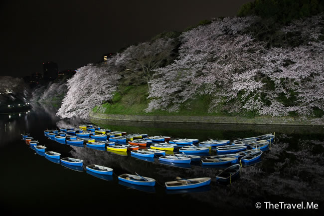千鳥淵之夜櫻