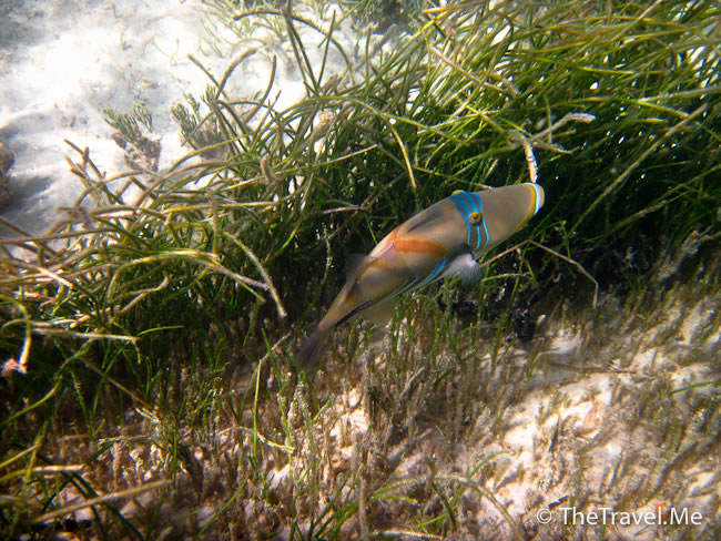 漂流島的天然水族館